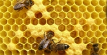 Пчеловодство, как перспективный бизнес на земле