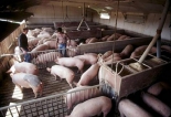 Разведение свиней: мясо свинины