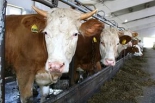 Разведение коров: мясная и молочная продукция