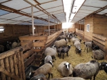 Разведение овец: Шерсть и мясо
