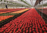 Цветочный бизнес: выращивание цветов в теплицах.