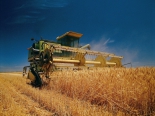 Бизнес с выращивания зерновых культур